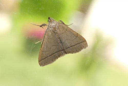 Réf. 183 678 : Herminia tarsipennalis